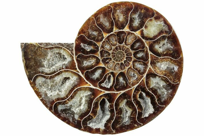 Cut & Polished Ammonite Fossil (Half) - Madagascar #234447